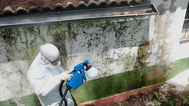 Trusted Mold Inspection service in Brandenburg, KY - Cheap Mold Removal